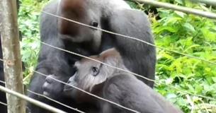 This Gorilla Gets His Hands On A Tiny Intruder - What Happened Next Was Something No One Will Forget