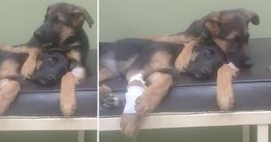 This Puppy Comforting His Little Sister At The Vet Is The Most Heartwarming Thing You'll See All Day