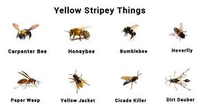 The Only Guide to "Yellow Stripey Things" You Will Ever Need