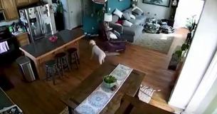 Owner Finds Security Footage Revealing The Shocking Thing Her Dog Brought Home