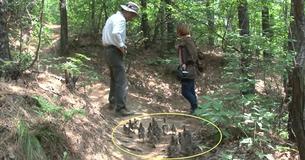 A Group Of Ducklings Follow Man Everywhere, Thinking He Is Their Mother