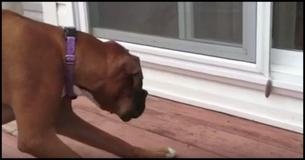 Su cachorro está actuando de manera rara alrededor de la ventana, la familia mira más de cerca y no se pueden creer lo que ven