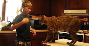 Wild Bobcat Is Saved By A Young Boy From Forest Fire And 'Thanks Him' In An Unforgettable Way