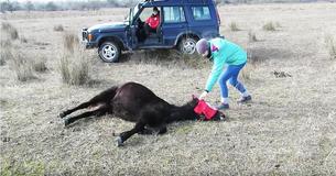 Vet Gets The "Thank You" Of A Lifetime After Freeing A Chained Horse