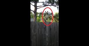 They Hear Noise On Their Neighbours Trampoline - Dog Pops Up Having Them Run for Their Camera