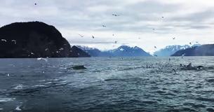 Man's Filming Swarm of Seagulls When Unexpectedly Records Mind Blowing One in a Million Moment