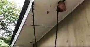 Amazing Footage Caught Of Ant Army Forming A Bridge To Attack Wasp Nest
