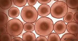Study Shows That Fasting For 72 Hours Can Reboot Your Entire Immune System