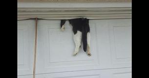 Agent beantwoordt oproep en vindt kat die aan garagedeur hangt. Eigenaar komt eindelijk thuis tijdens reddingsactie