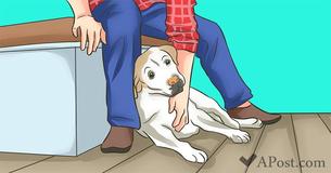 20 Ways Your Dog Communicates with You