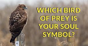 Which Bird Of Prey Is Your Soul Symbol?