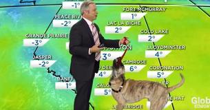 Weatherman Holds Onto Adoption Dog During Forecast Only What Happens Has The Viewers Cracking Up