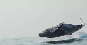 40-Ton Whale Filmed Leaping Out Of The Sea, And Now The Incredible Video Is Going Viral