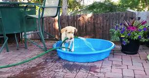 Owner Takes Video Of Maddie The Lab Trying To Stay Cool On Hot Summer Day