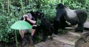 Man Encounters Gorillas in the Woods, And What Happens Next Will Blow Your Mind