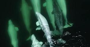 Beluga Whales Give Lost Narwhal A Forever Home By Welcoming Him Into Their Family