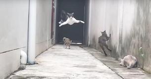 Three Cats Chase Their Friend - But He Escapes Using Ninja Cat Movies That Have The Internet Cracking Up