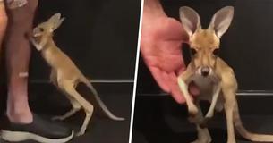 You Have To See This Adorable Baby Kangaroo Take His First Hops At A Sanctuary