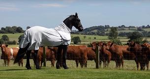 Towering, Majestic Horse Makes Friends With Neighbors' Cows And This Moment Has Won The Internet