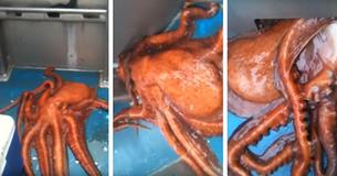 Incredible Footage Shows Octopus Escape Through TINY Hole In Boat