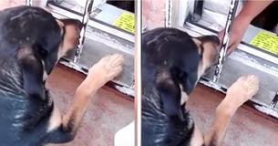 Stray Dog Begs For Money, Buys Himself Hot Dog