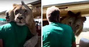 Lion Leaps Into Safari Truck Completely Full Of Tourists