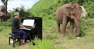 Un éléphant de 60 ans maltraité a de la difficulté à retenir ses larmes quand un homme joue du piano pour elle