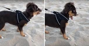 The Regret On This Puppy's Face When She Tries To Eat Sand Is Cracking The Internet Up