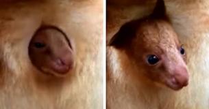 Incredible Moment Rare Kangaroo Joey Peeks Out Of Mother's Pouch Caught On Film
