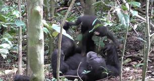 Chimpanzee Plays 'Airplane' With Baby Chimp In Adorable, Heartwarming Footage