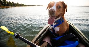 This Boat Plows Through Flooded Streets To Rescue Left Behind Animals From Water