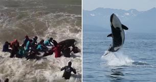 Incredible Moment Killer Whale Is Put Back Into The Ocean