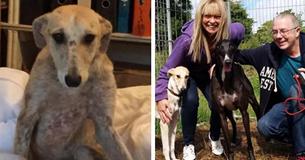 Dog Was Abused So Severely That She Was Afraid To Look At Her Rescuers
