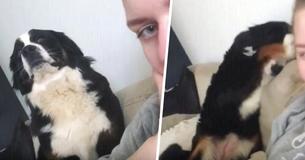 Dog Looks Adorably Apologetic After Smacking Owner In Face