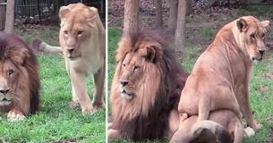 Needy Lioness Hovers Around Oblivious Mate So He Will Pay Attention To Her Has The Internet Cracking Up
