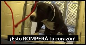 El conmovedor momento en el que este perro que vive en un refugio se da cuenta de que una correa nueva significa un nuevo hogar te hará llorar 