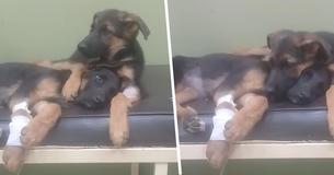 Protective Puppy Brother Helps Nurse His Sick Sister Back To Health At The Vet