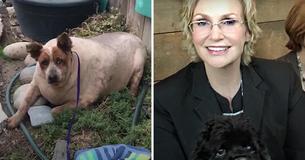 This Obese Dog Was Found Abandoned And Face-Down In A Field, But Actress Jane Lynch Rescued Him