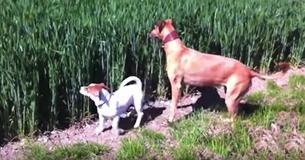 Un cane sente il fischio del padrone che torna dai campi e la sua reazione è esilarante