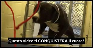 Il momento emozionante in cui questo cane, che sta in un rifugio, si rende conto che un nuovo guinzaglio significa che avrà una nuova casa ti farà piangere