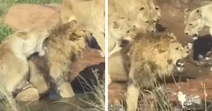 Pride of Lionesses Attack Male Lion As Shocked Tourists Watch