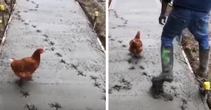 Rogue Chicken Wreaks Havoc On Wet Cement