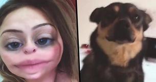 After A Crazy Night Out, Woman Wakes Up To Find A Stolen Dog In Her Bed