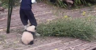 You Have To See This Adorable Baby Panda Trying To Trick Its Babysitter Into Playing
