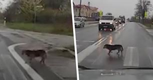 Dog Perfectly Demonstrates How To Cross A Road Safely