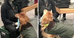 This Poor Pup Can't Figure Out Why A Mannequin Refuses To Pet Him