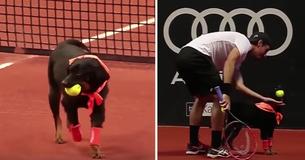 The Brazilian Tennis Open Is Using Shelter Dogs As Ballboys And It's Just As Adorable As You'd Think