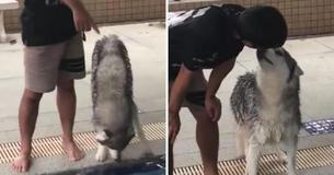 Despite His Best Efforts, Man Can't Make Husky Swim - What Finally Works Will Have You Cracking Up