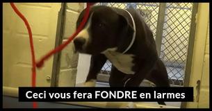 Le moment émouvant où ce chien des refuges se rend compte qu'une nouvelle laisse signifie une nouvelle maison vous fera pleurer