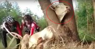 Viral Video Of 2 Cyclists Saving Cow Stuck In Tree Is The Most Heartwarming Thing You'll See Today